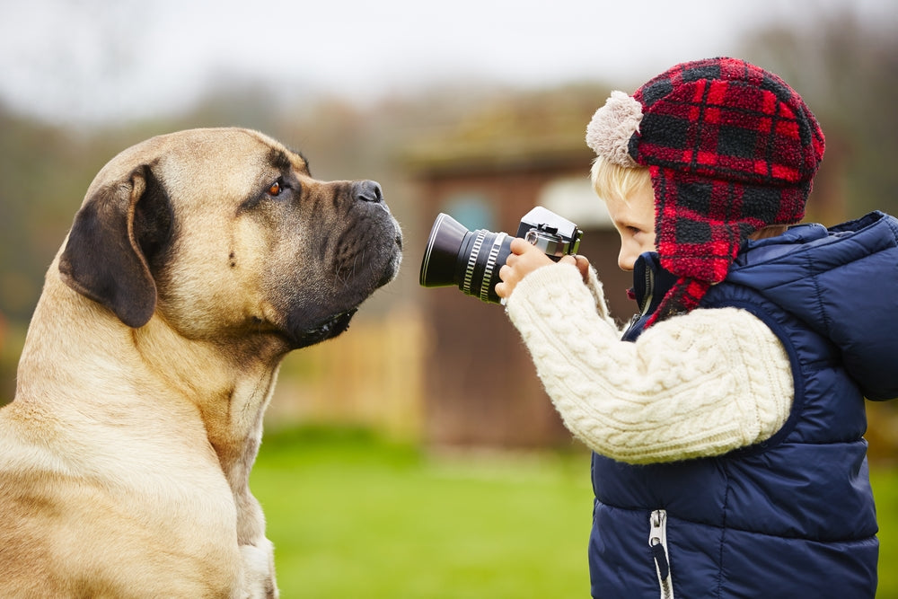 Cane Corso copil|Cane Corso|Cane Corso pui