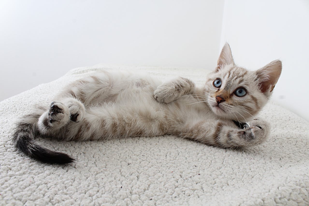 Kitten Lying Down