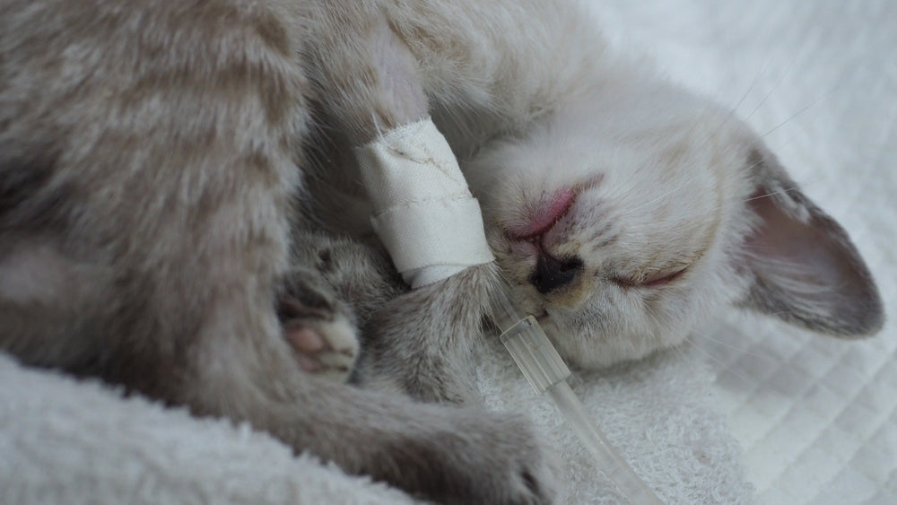 Peritonita infecțioasă felină - tratament|Peritonita infecțioasă felină - ascita