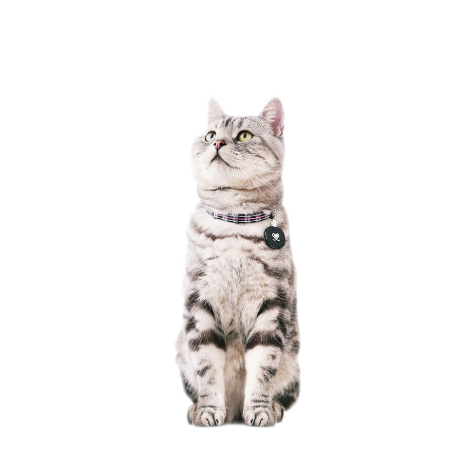 rase de pisici american shorthair