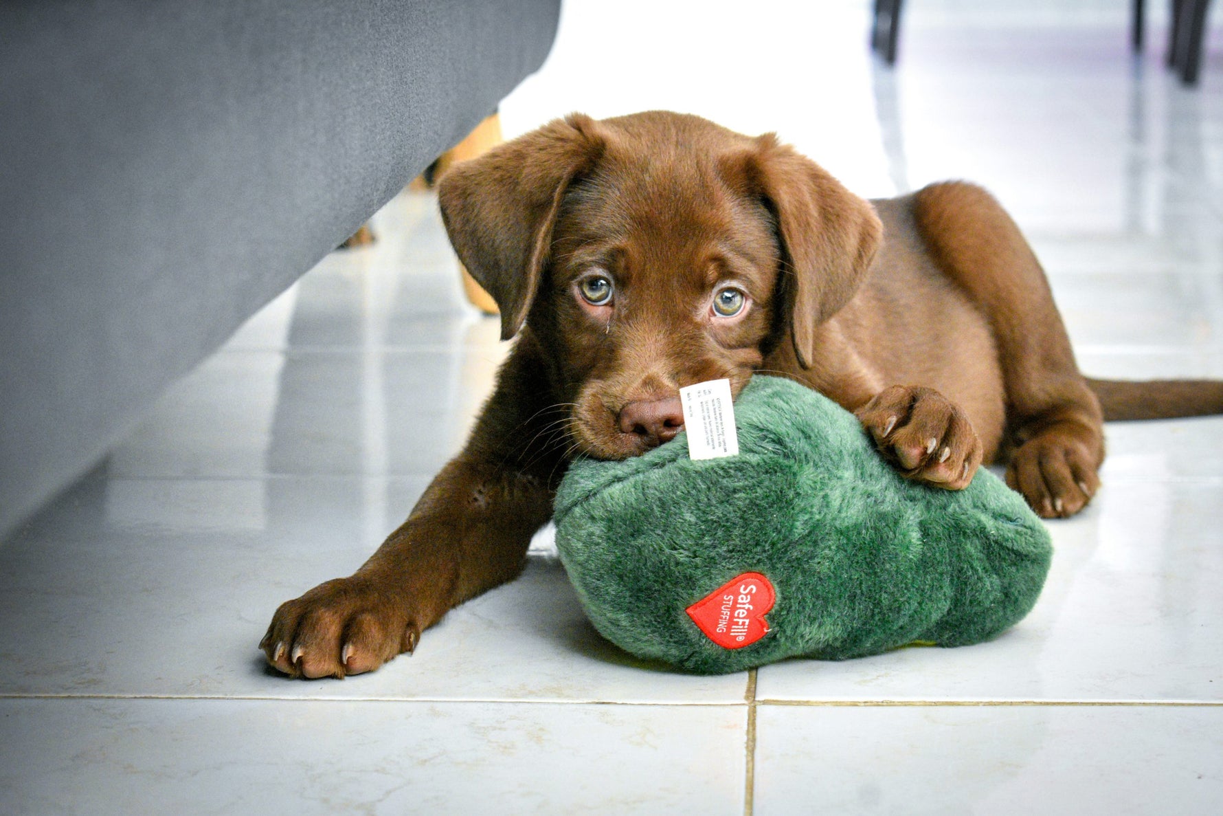 Pui labrador ciocolatiu|