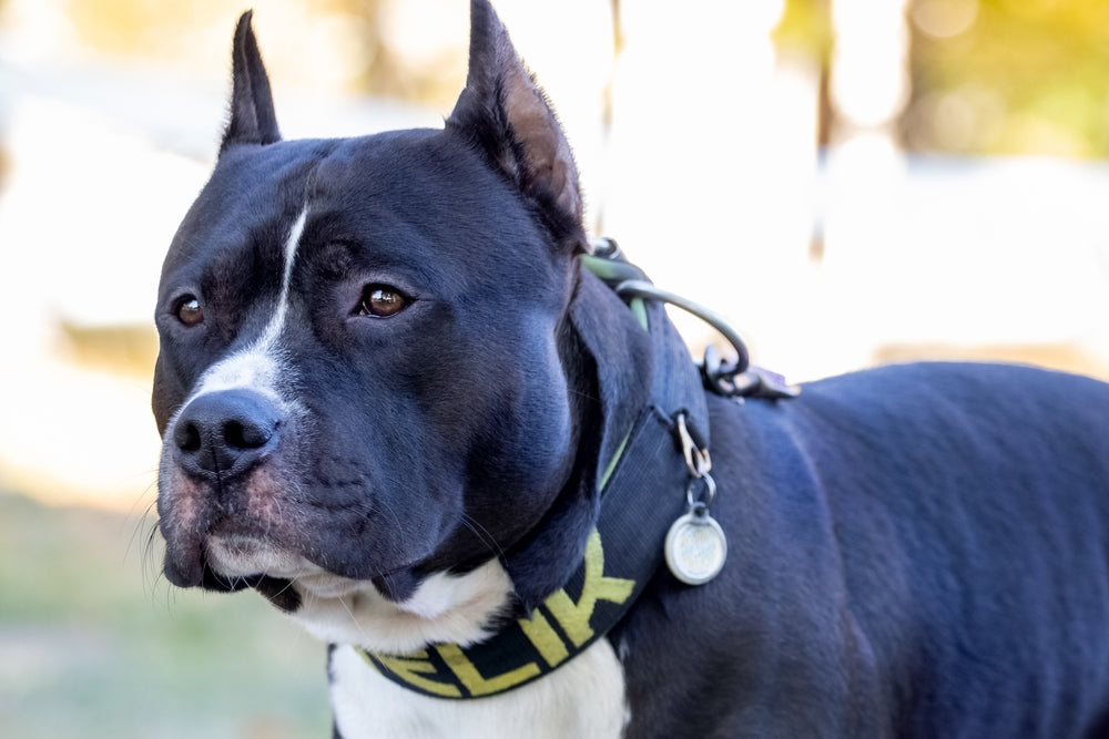 Amstaff: rasa, nutritie si ingrijire||Amstaff - Istoricul rasei|Amstaff prosop|American Staffordshire|Amstaff lac|Amstaff flori|Amstaff sport|Amstaff joaca|Amstaff malinois|Amstaff pui