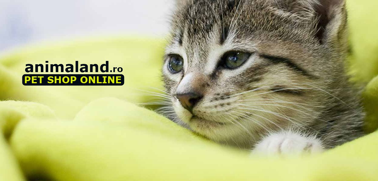 5 SIMPTOME CARE INDICĂ FAPTUL CĂ PISICA SUFERA DE ANEMIE