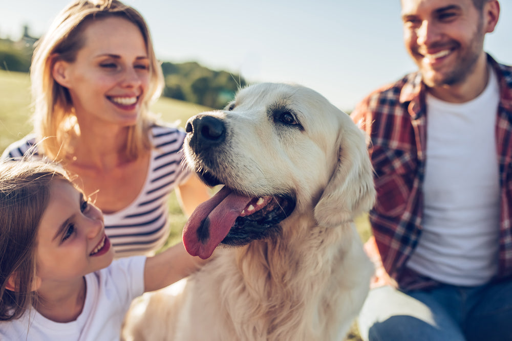 Rasa Golden Retriever: descriere, alimentatie, ingrijire
