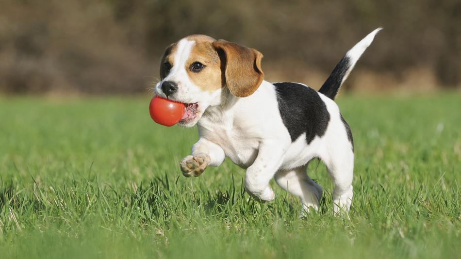 CAINII DIN RASA BEAGLE
