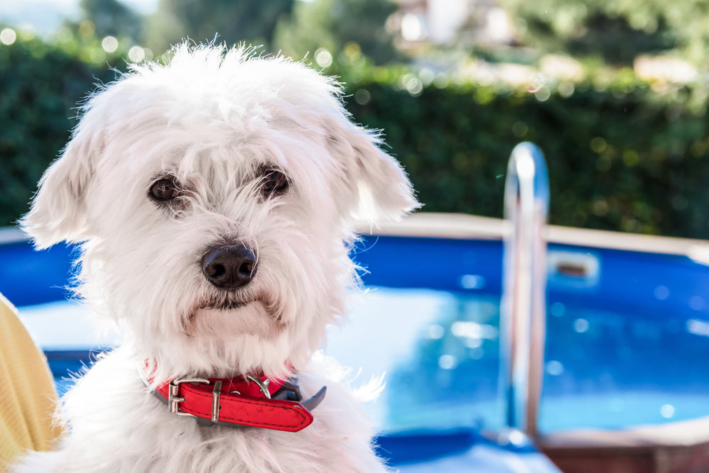 bichon-maltez