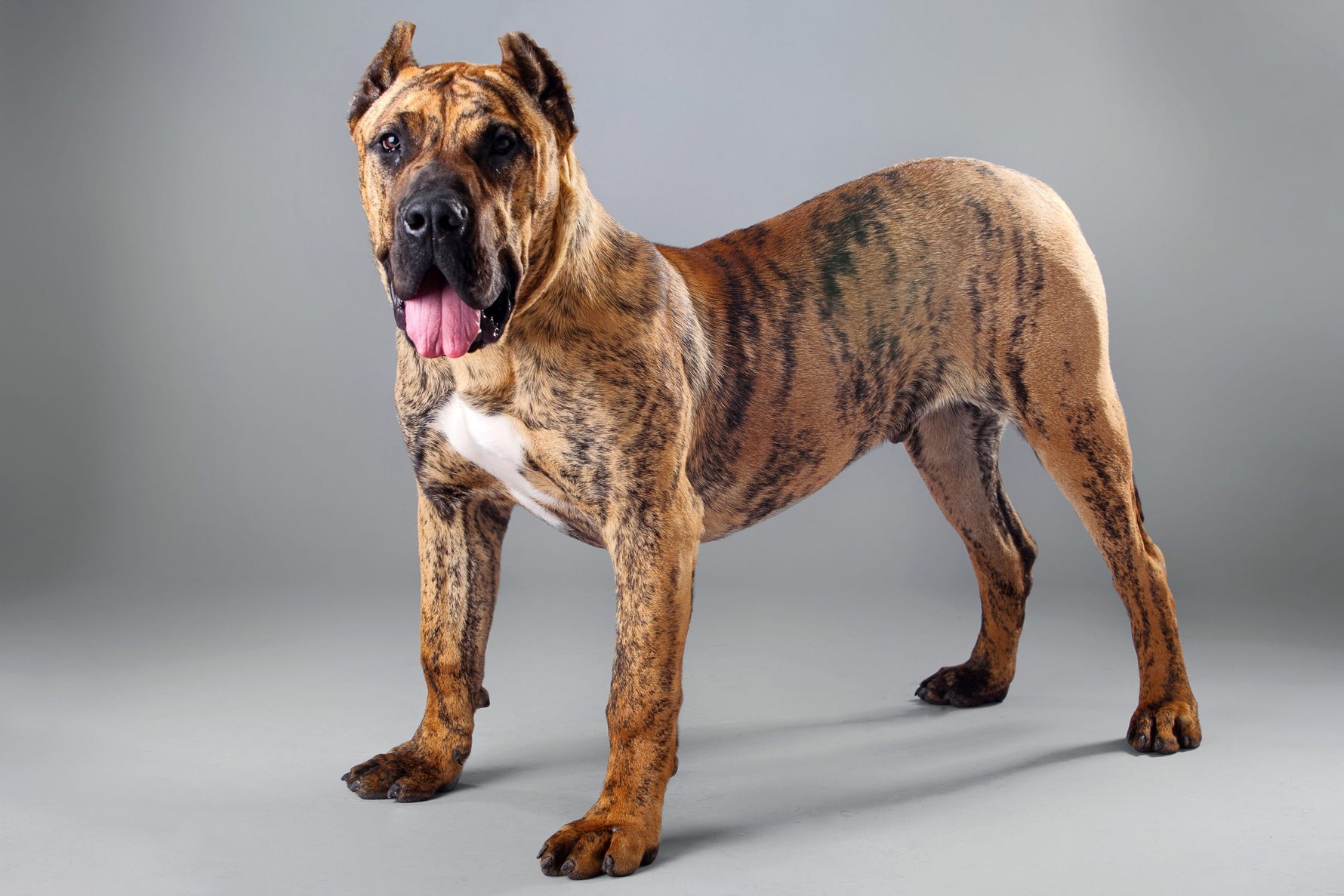 Ce trebuie sa stii despre rasa Presa Canario|||