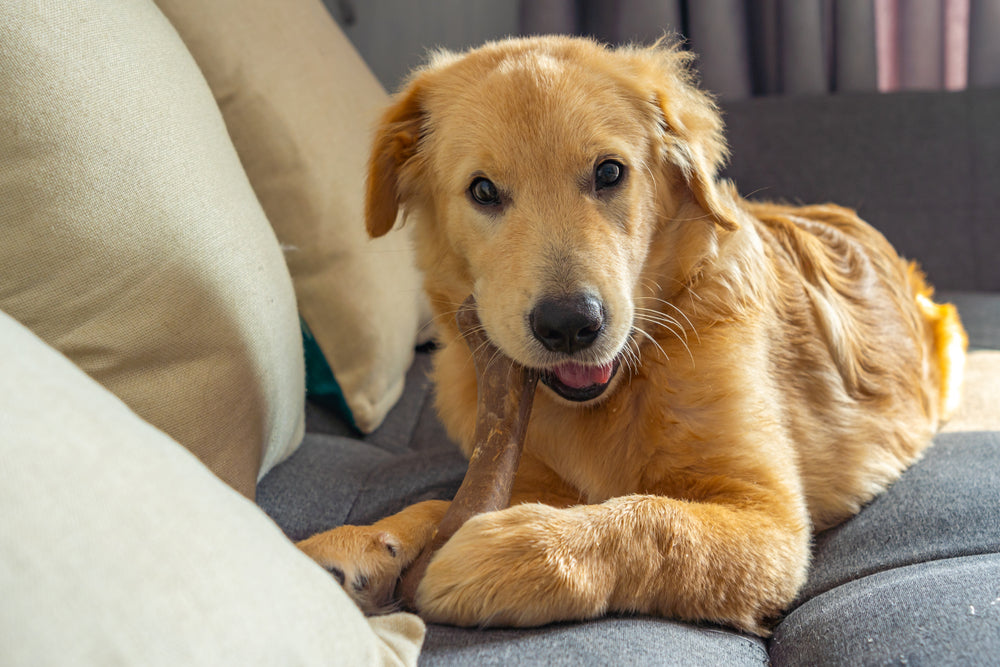 recuperarea cainelui dupa castrare|castrare caine camasa|castrare caine pui nedoriti