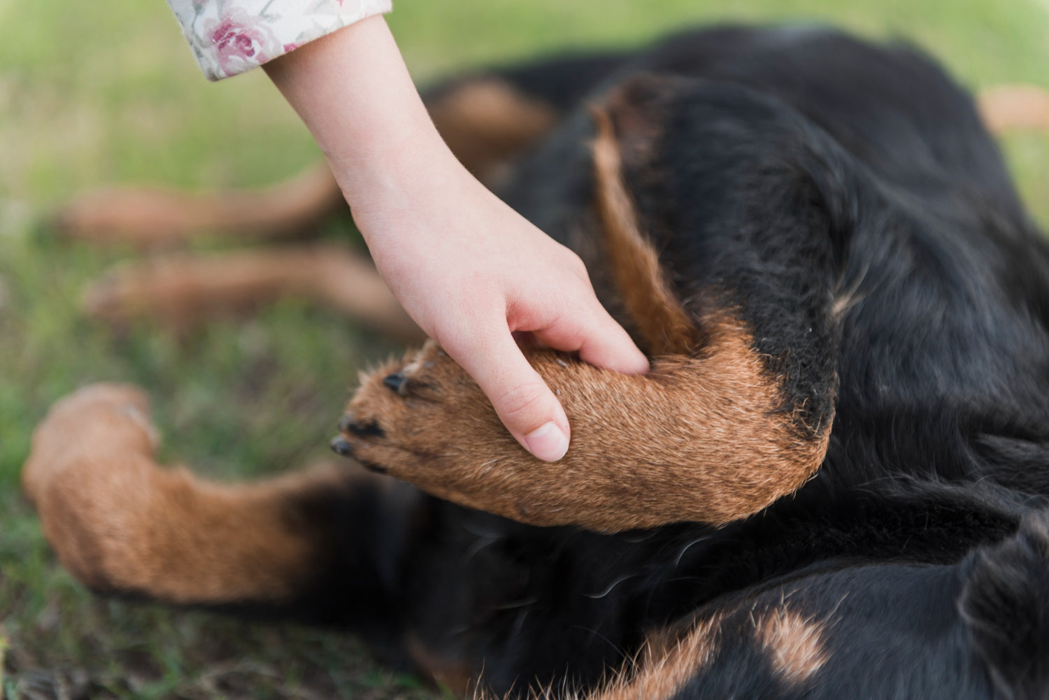 close-up-human-hand-holding-dog-s-paw|boli caini|woman-cleaning-dog|close-up-doctor-holding-dog-s-paw
