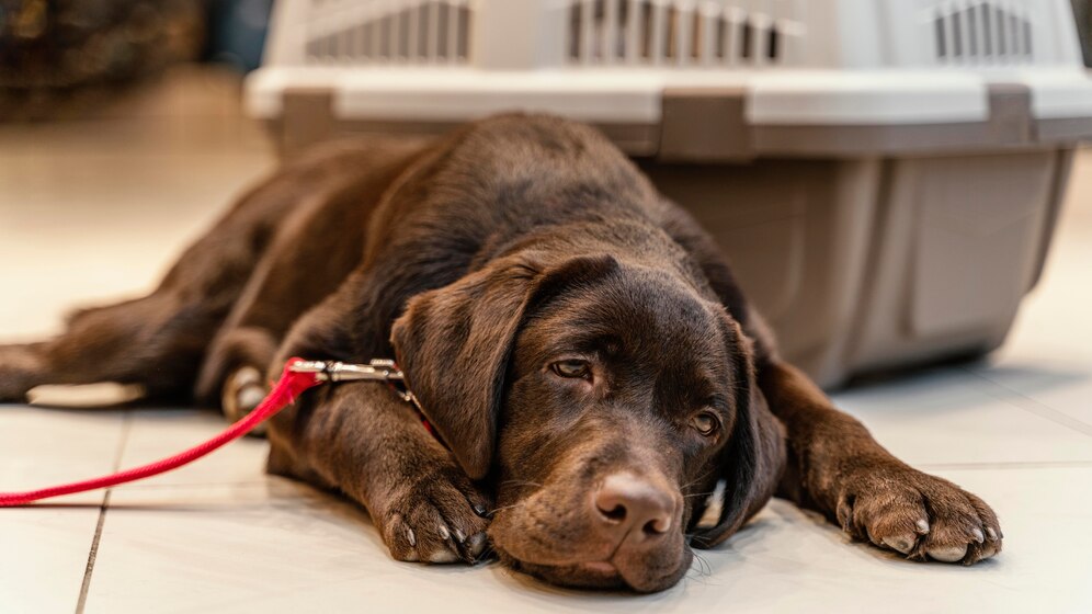 Varsaturile la caini||Varsaturile la caini|varsaturi caine||cute-dog-on-pillow|close-up-cute-dog-vet-clinic