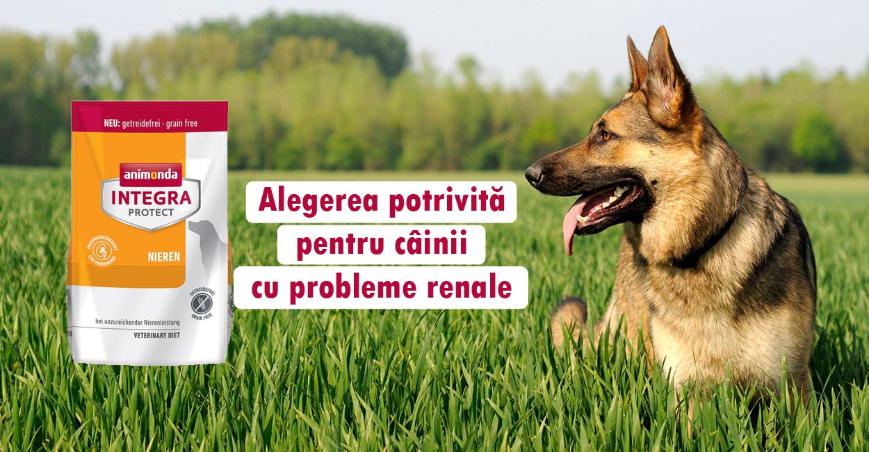 PROBLEMELE RENALE LA CAINI