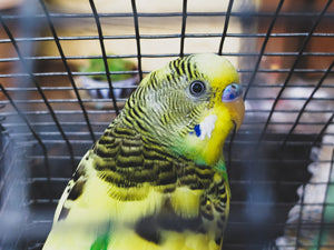 Colivii pasari