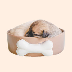 Mancare-si-Accesorii-pentru-Caini