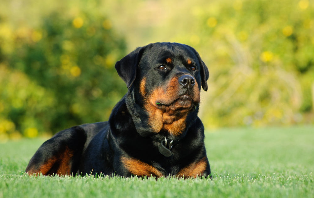 Hrana pentru caini Equilibrio Puppies talie mare 12 + 2kg Gratis