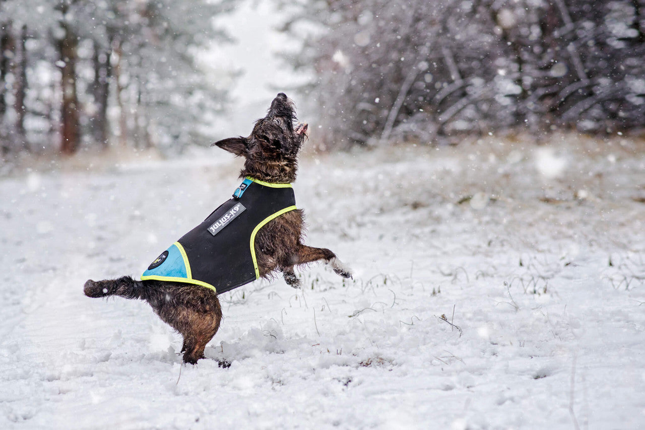 Julius K9 Neoprene Vest - 3XS - Aquamarine