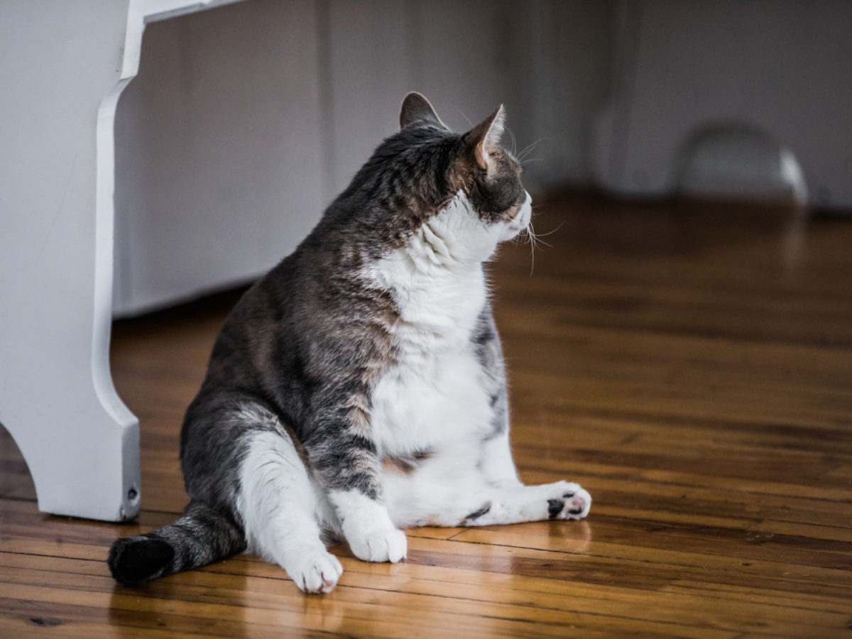 Mâncarea pisicilor grase. Diete pisici grase | CoolVet