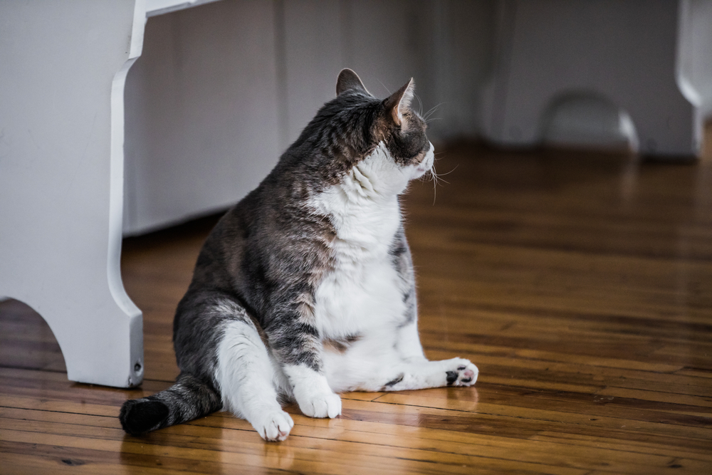 Obezitatea Morbida: Ce este, Cauze, Riscuri & Tratament