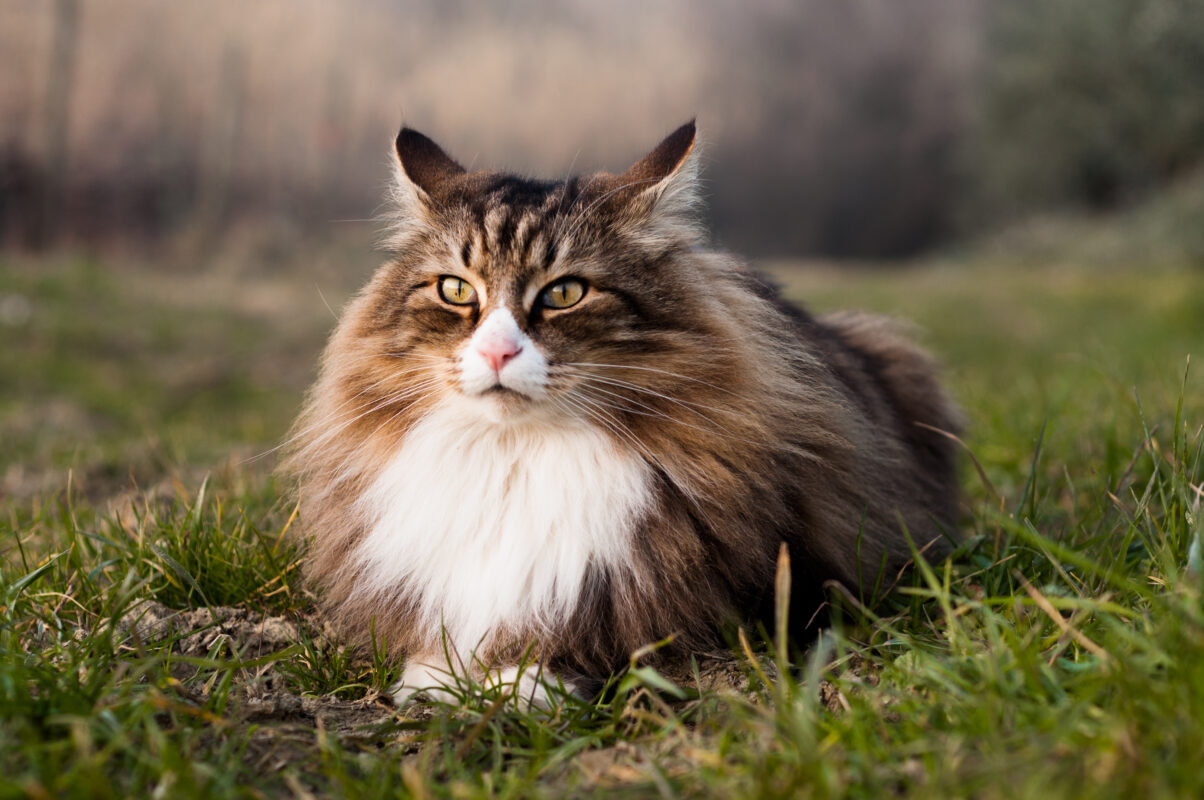 Pisica Norvegiană de Pădure: caracteristici, personalitate și îngrijire